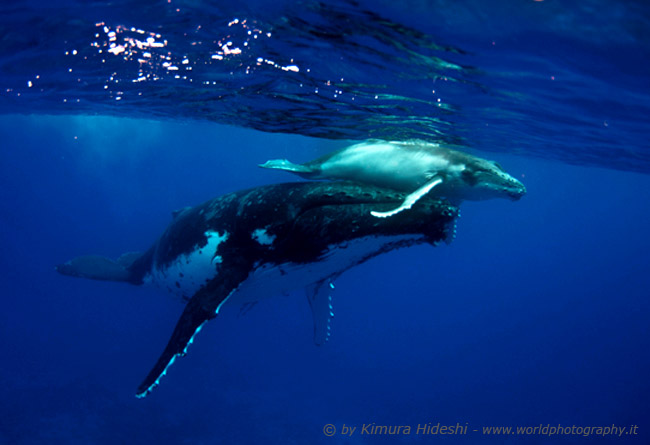 Calf and Mother of Humpback Whale